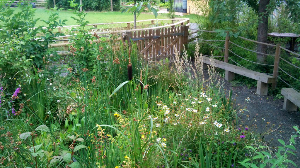 Wildlife pond full of flowers and with seating and enclosed areas